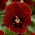 Viola Sorbet XP Red Blotch