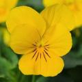 Viola Sorbet XP Yellow - Not Grown 2018