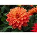 Dahlia XXL Tabasco Red & Orange