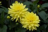 Dahlia XXL Durango Yellow