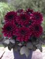 Dahlia XXL Taxco Wine Red