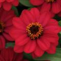 Zinnia Zahara Raspberry