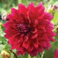 Dahlia Zorro Dark Red