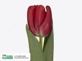 Tulip Red Giske 