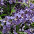 Angelonia Angelmist Spreading Bluebird