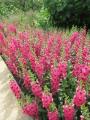 Angelonia Archangel Cherry Red (SP)