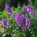 Angelonia Archangel Dark Purple