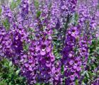 Angelonia Archangel Purple (Spring)