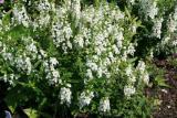 Angelonia Archangel White (Spring)