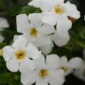 Bacopa MegaCopa White