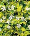 Bacopa Gold n' Pearls - Not produced in 2018 -