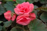 Begonia Solenia Light Pink