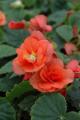 Begonia Solenia Apricot 