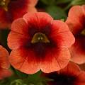 Calibrachoa neon lava red eye