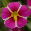 Hanging Basket Calibrachoa