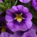 Calibrachoa Bumble Bee Blue 