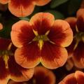 Calibrachoa Bumble Bee Orange