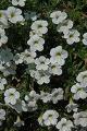 Calibrachoa Cabaret Bright White