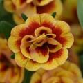 Calibrachoa Neo Double Orangetastic