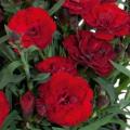 Carnation Carmen Burgundy