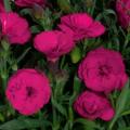 Carnation Carmen Purple 