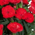 Carnation Carmen Red