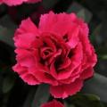 Carnation Oscar Cherry + Velvet 