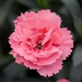 Carnation Oscar Pink