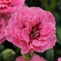 Carnation Oscar Pink Purple