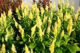 Celosia Kelos Fire Yellow