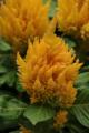 Celosia First Flame Yellow 