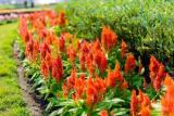 Celosia Kelos Fire Orange