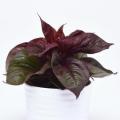 Celosia Sol Lizzard Leaf