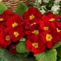 Primrose Primula Danessa Scarlet Red Shades