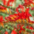 Crocosmia Lucifer Red