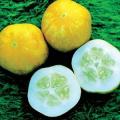 Cucumber Lemon Heirloom