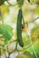 Cucumber Patio Snacker