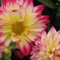 Dahlia Hypnotica Tropical Breeze