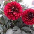 Dahlia City Lights Red