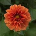 Dahlia Dahlietta Rachel Orange