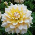 Dahlia Seattle yellow and white