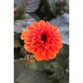 Dahlia Temptation Orange