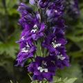 Delphinium Delphina Dark Blue With White Bee