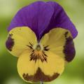 Viola Deltini Yellow Purple