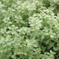 Thyme Variegated Lemon 