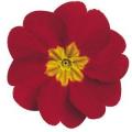 Primrose Danova Red Rose 