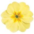 Primrose Danova Cream Yellow