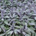 Salvia Purple Sage