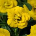 Calibrachoa Neo Double Deep Yellow