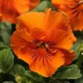 Pansy Frizzle Sizzle Orange